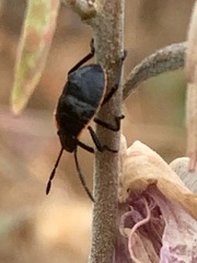 Chlorochroa
