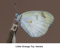 Colotis etrida