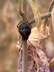 Chlorochroa