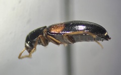 Tenebrionoidea