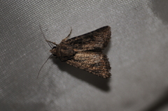 Protorthodes alfkenii