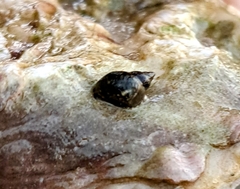 Littorina sitkana