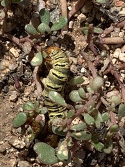 Euscirrhopterus gloveri