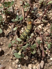 Euscirrhopterus gloveri