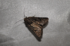 Protorthodes alfkenii