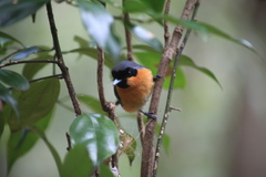 Symposiachrus trivirgatus