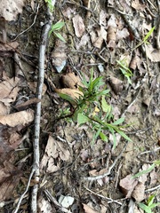 Ionactis linariifolia