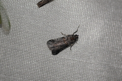 Acrobasis tricolorella