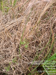 Pimelea spinescens spinescens