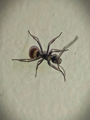Polyrhachis
