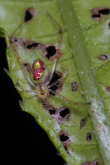Thwaitesia nigronodosa