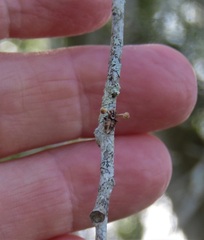 Ophiocordyceps dipterigena