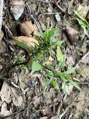 Ionactis linariifolia