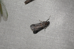 Acrobasis tricolorella