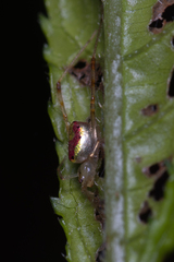 Thwaitesia nigronodosa