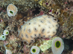 Palythoa tuberculosa