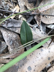Cryptostylis subulata