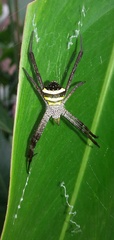 Argiope anasuja