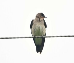 Stelgidopteryx ruficollis