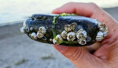 Balanus glandula