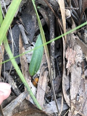 Cryptostylis subulata