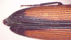 Rangsia macleayi