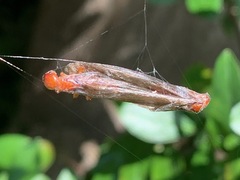 Zootermopsis