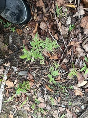 Ionactis linariifolia