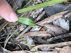 Cryptostylis subulata