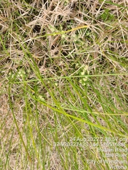 Pimelea spinescens spinescens
