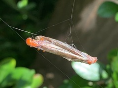 Zootermopsis