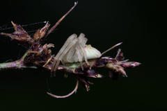 Sidymella rubrosignata