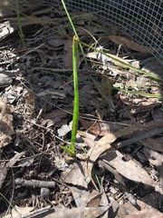 Thelymitra