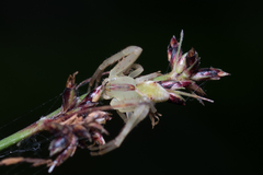 Sidymella rubrosignata