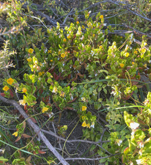 Tetragonia implexicoma