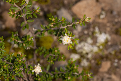 Spyridium phylicoides