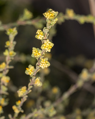 Pimelea serpyllifolia