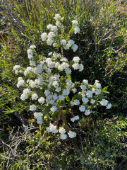 Pimelea glauca