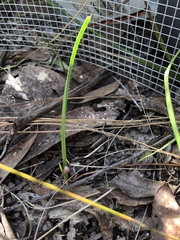 Thelymitra