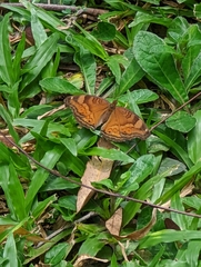 Junonia hedonia