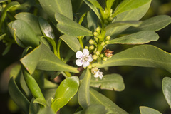 Myoporum viscosum