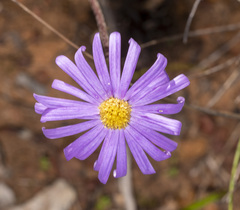 Olearia ciliata