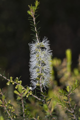 Melaleuca lanceolata