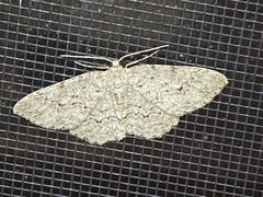 Ectropis crepuscularia