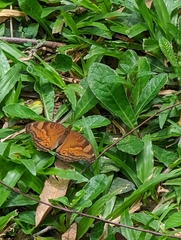 Junonia hedonia