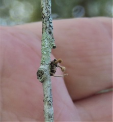 Ophiocordyceps dipterigena