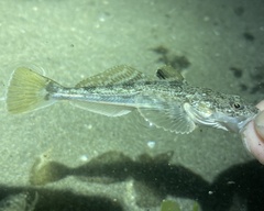 Leptocottus armatus