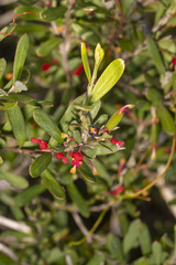 Grevillea pauciflora