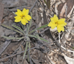 Goodenia willisiana