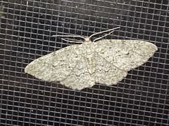 Ectropis crepuscularia